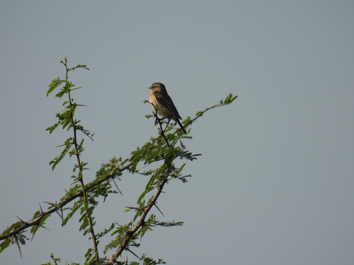 bramborníček sibiřský - ML645881193