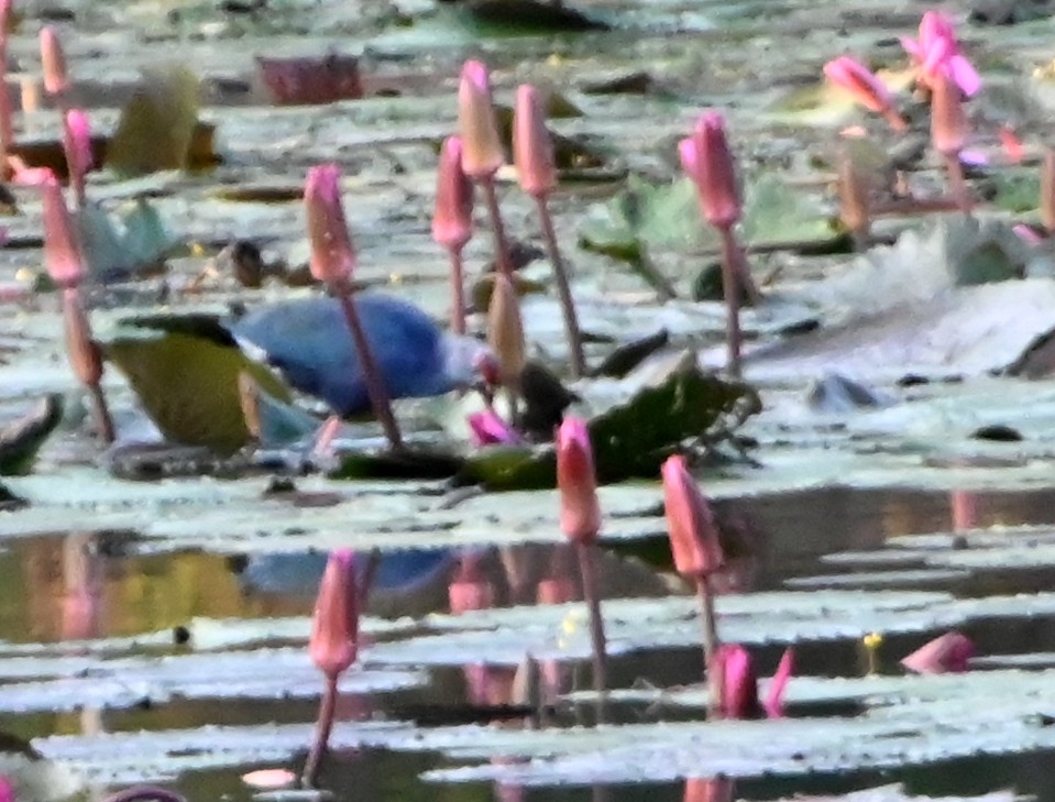 Gray-headed Swamphen - ML645881194