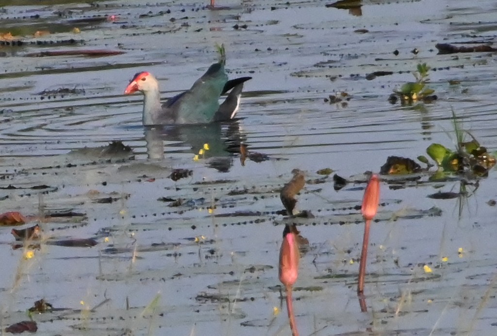 Gray-headed Swamphen - ML645881195