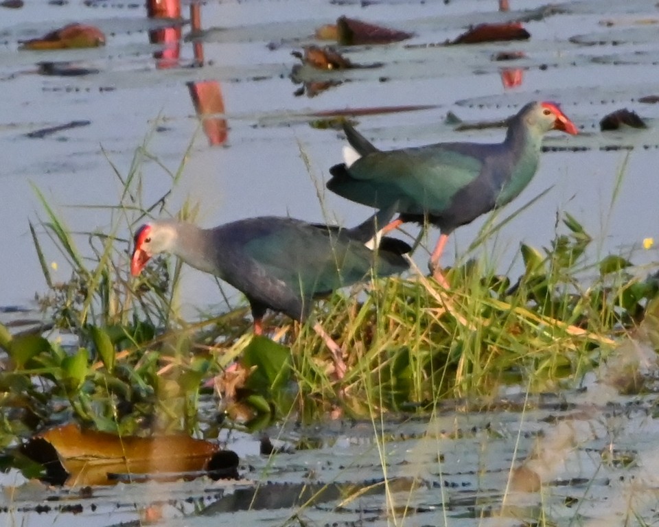 Gray-headed Swamphen - ML645881196
