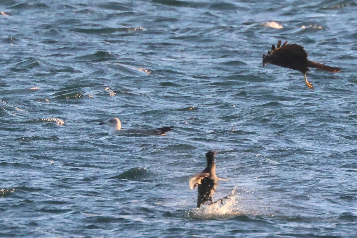 Western Marsh Harrier - ML645881199