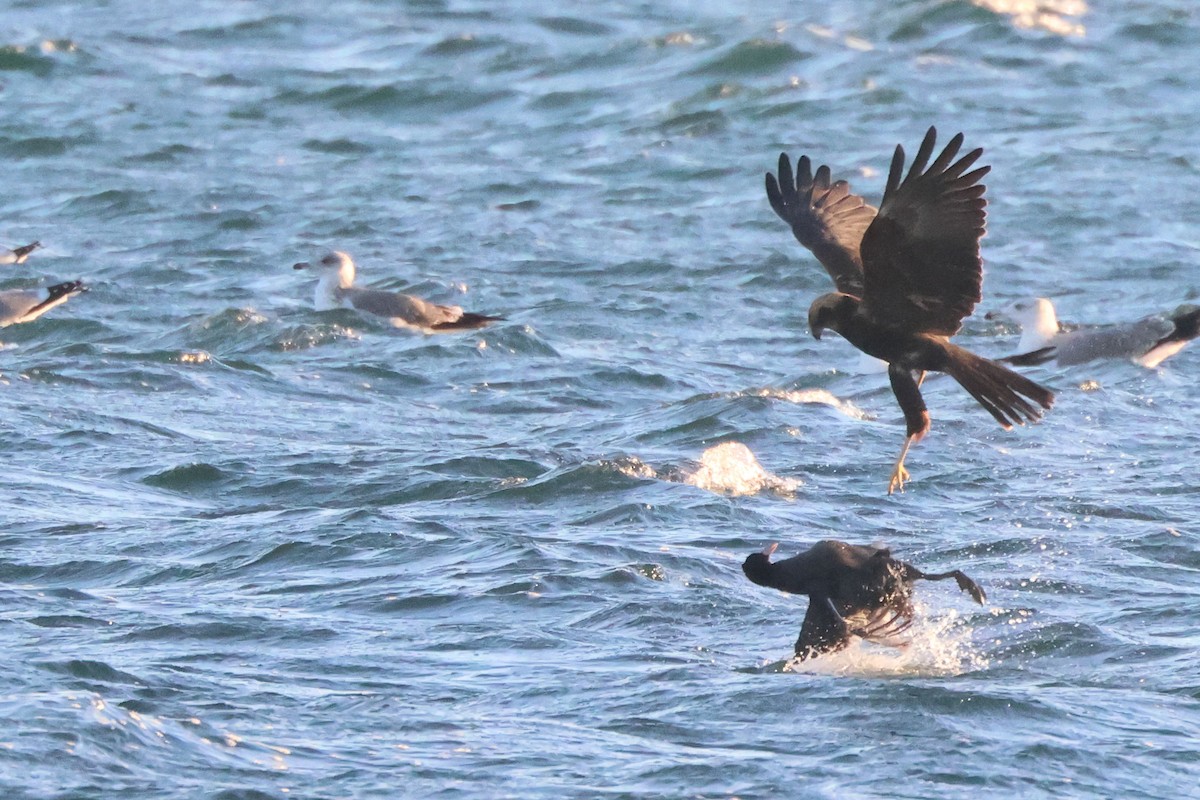 Western Marsh Harrier - ML645881200
