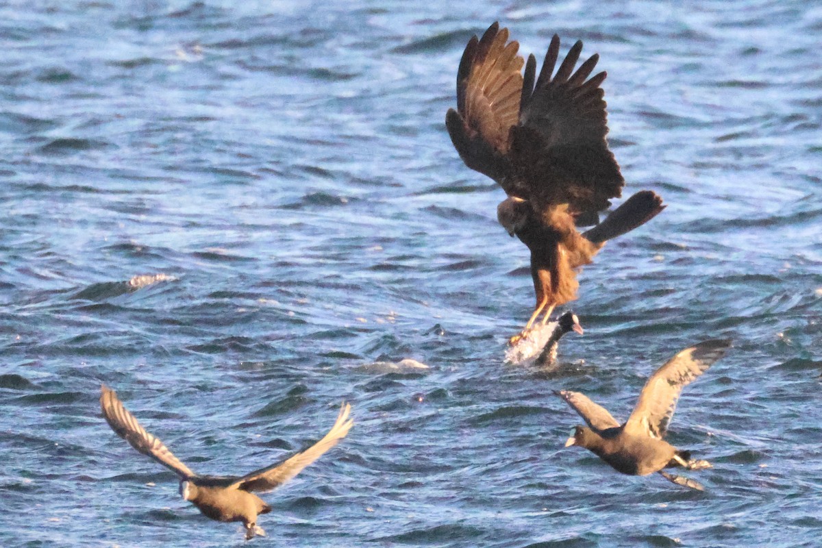 Western Marsh Harrier - ML645881201