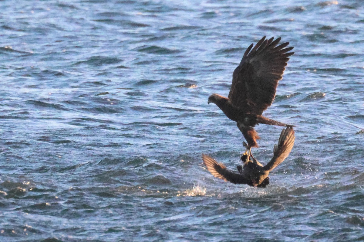 Western Marsh Harrier - ML645881202