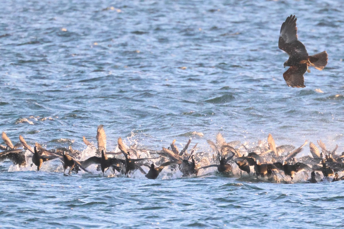 Western Marsh Harrier - ML645881203