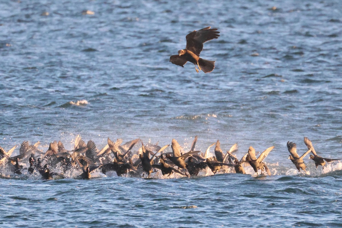 Western Marsh Harrier - ML645881204