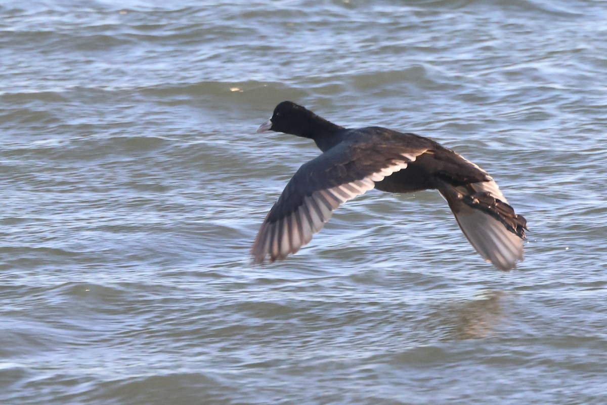 Eurasian Coot - ML645881205
