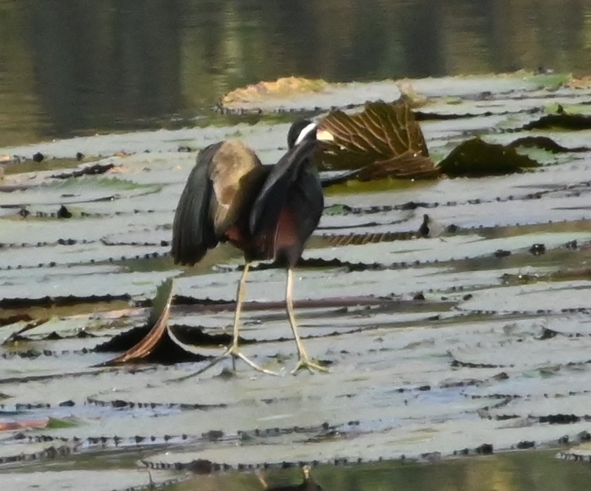 Bronze-winged Jacana - ML645881206
