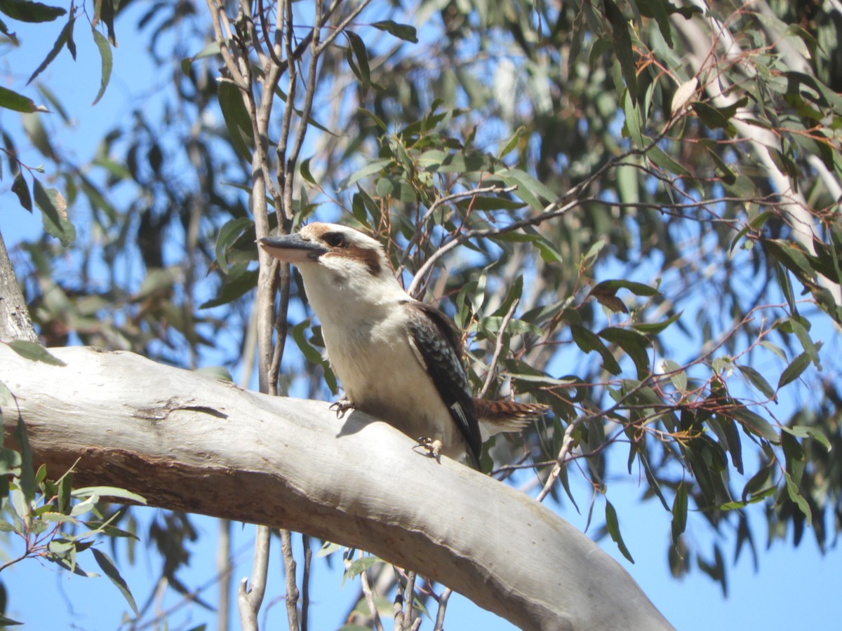 Laughing Kookaburra - ML645881207