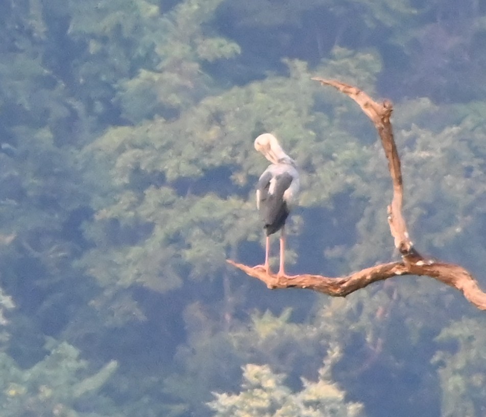 Asian Openbill - ML645881208