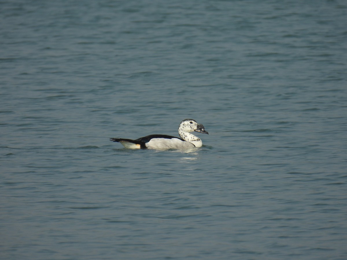 Knob-billed Duck - ML645881209