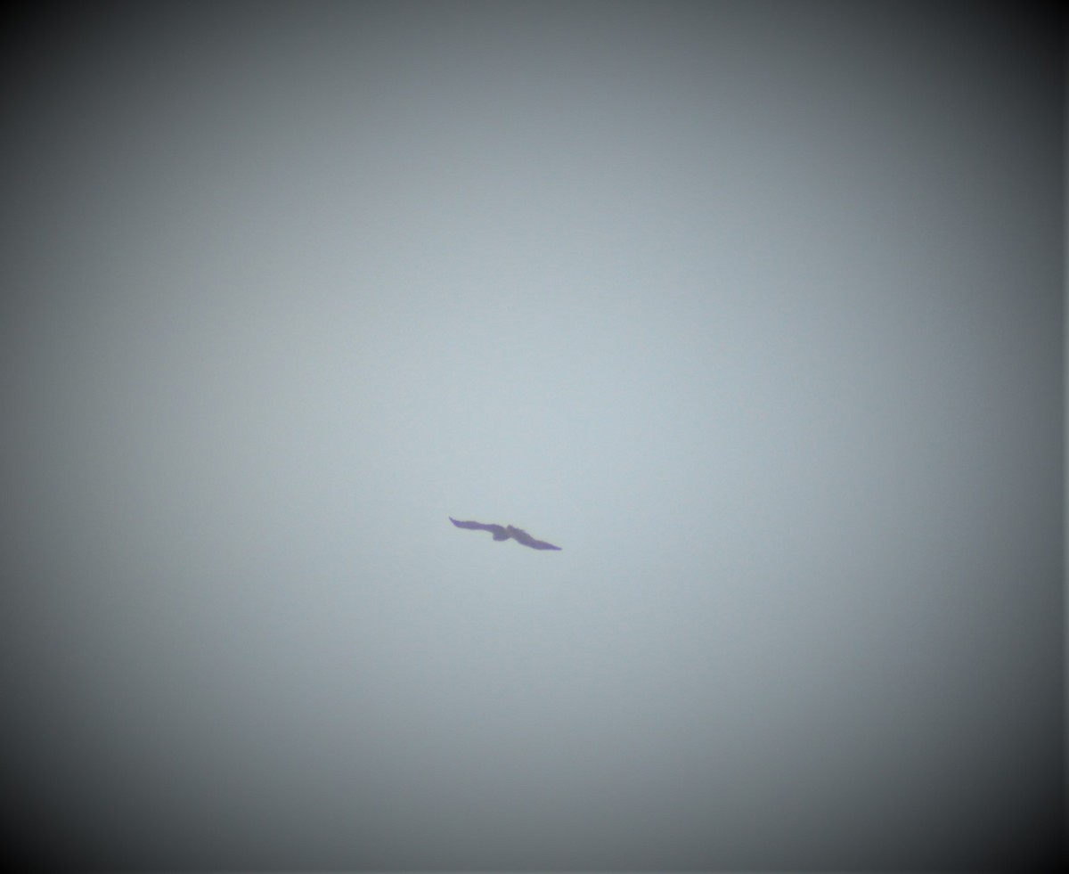 Greater Spotted Eagle - ML645881211