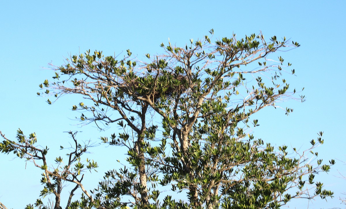 Jabiru - ML645881212