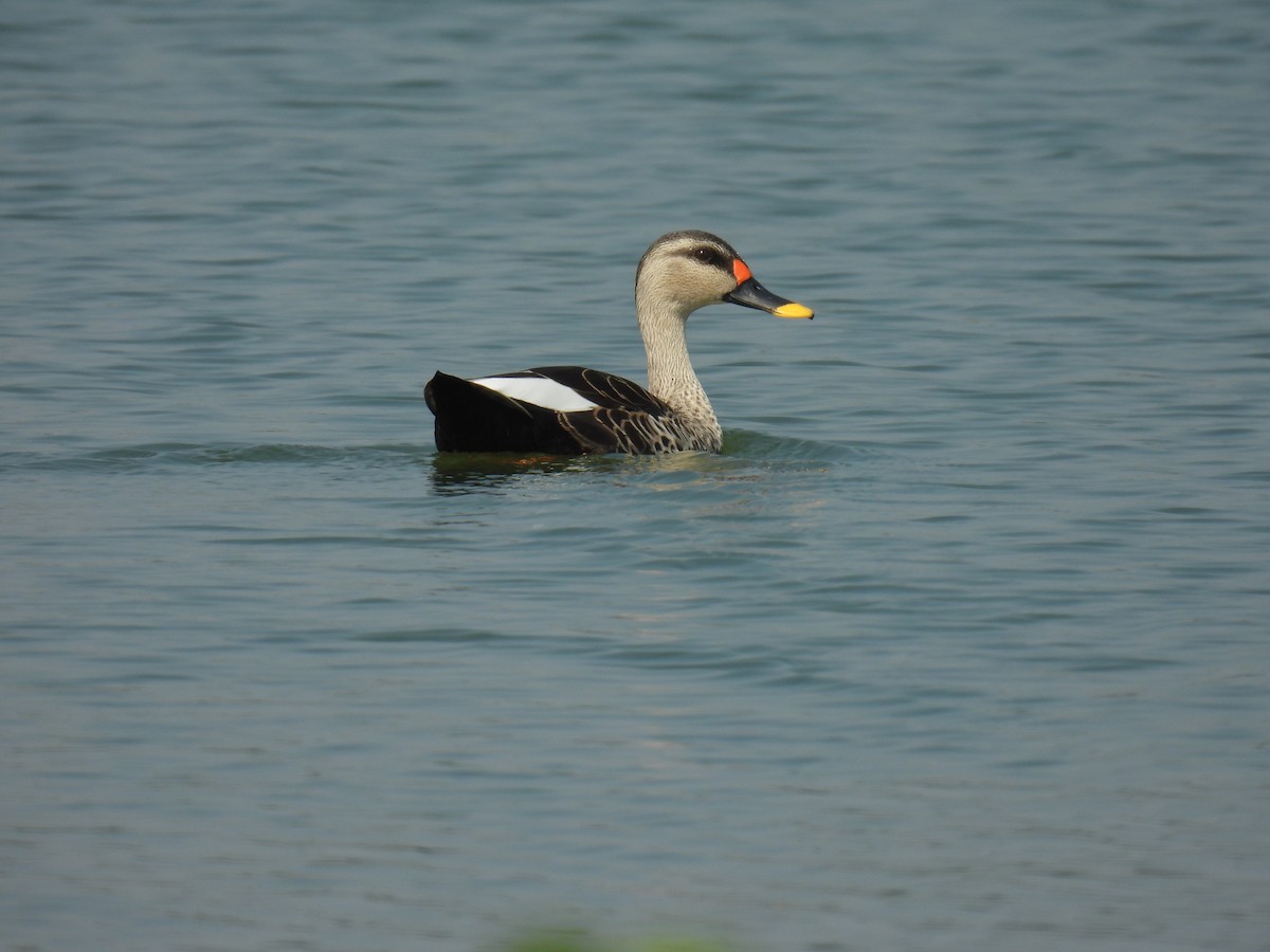 Indian Spot-billed Duck - ML645881213
