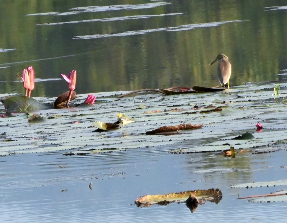 Indian Pond-Heron - ML645881215