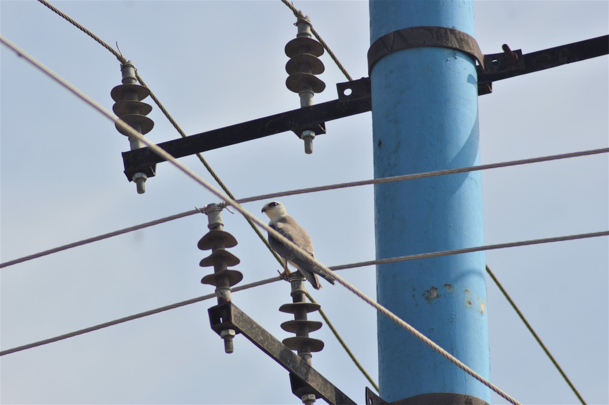 Black-winged Kite - ML645881217