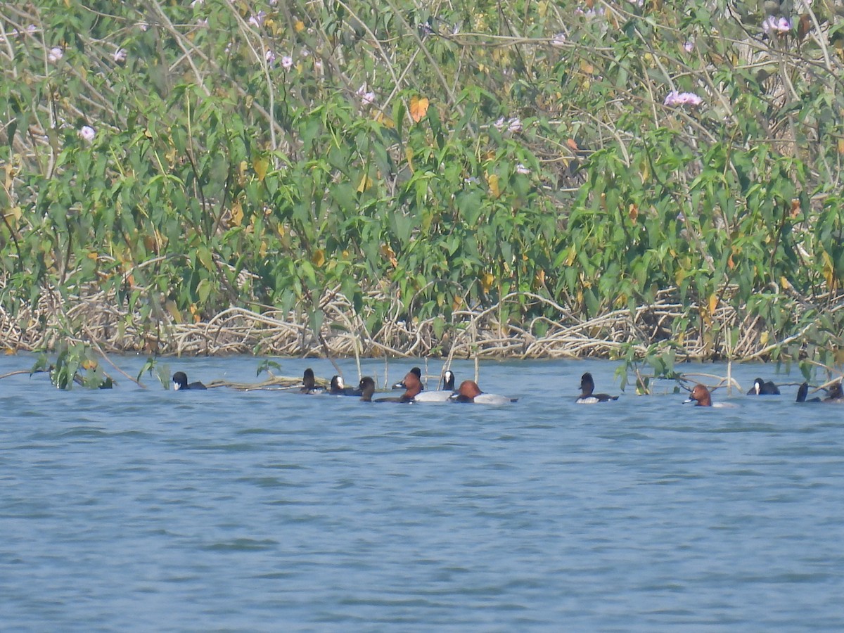 Common Pochard - ML645881218