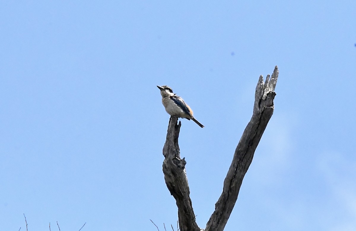 Red-backed Kingfisher - ML645881219