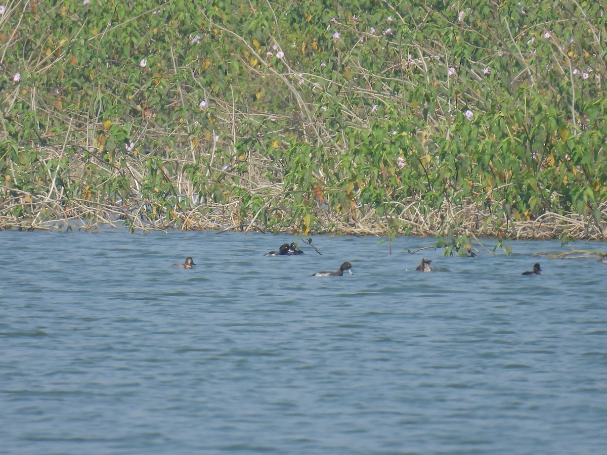 Tufted Duck - ML645881221