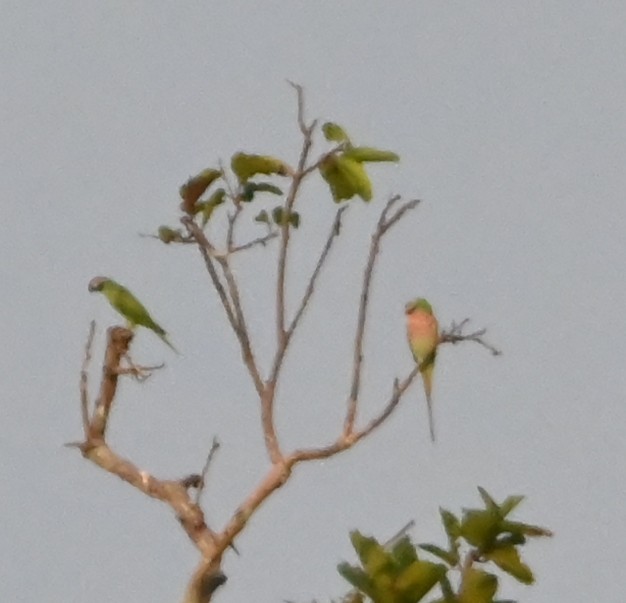 Red-breasted Parakeet - ML645881223