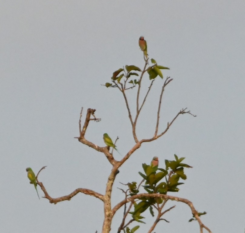 Red-breasted Parakeet - ML645881224