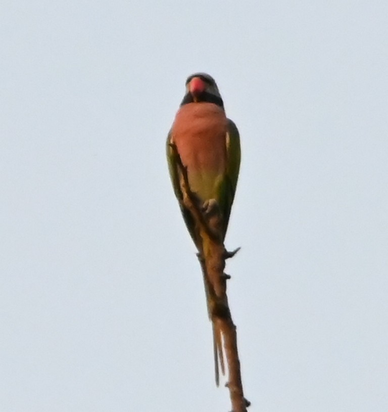 Red-breasted Parakeet - ML645881225
