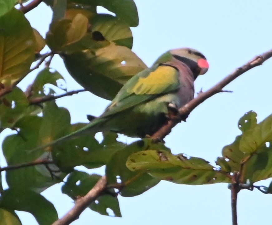 Red-breasted Parakeet - ML645881226