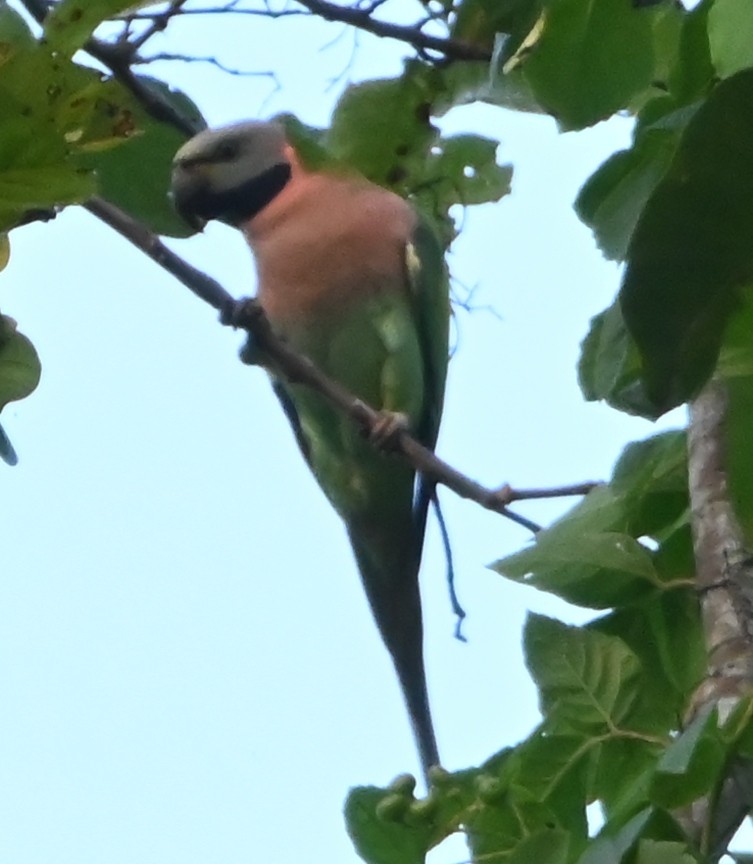 Red-breasted Parakeet - ML645881227
