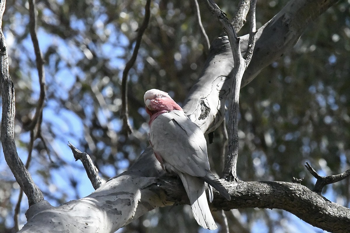 Galah - ML645881228