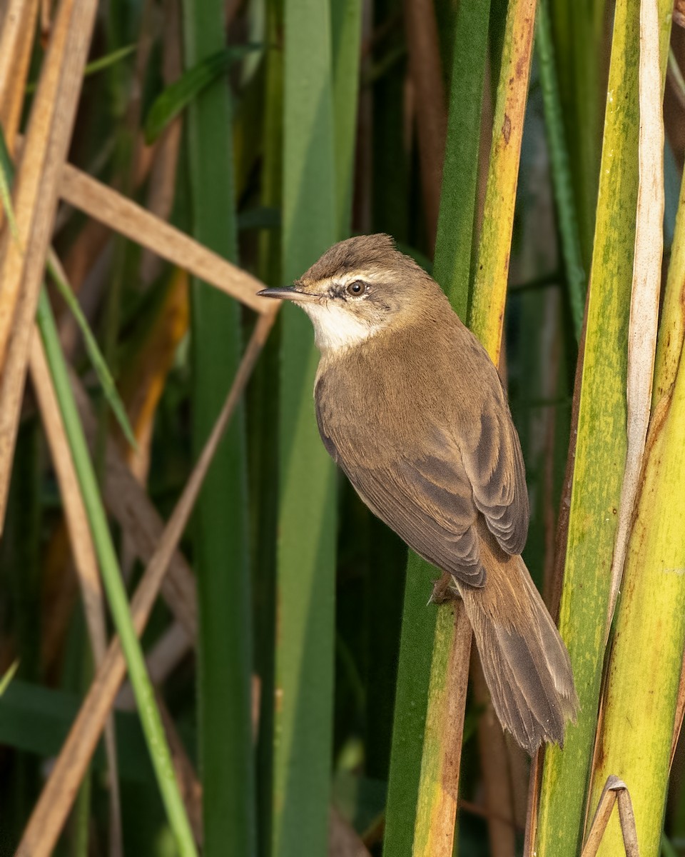 Paddyfield Warbler - ML645881229