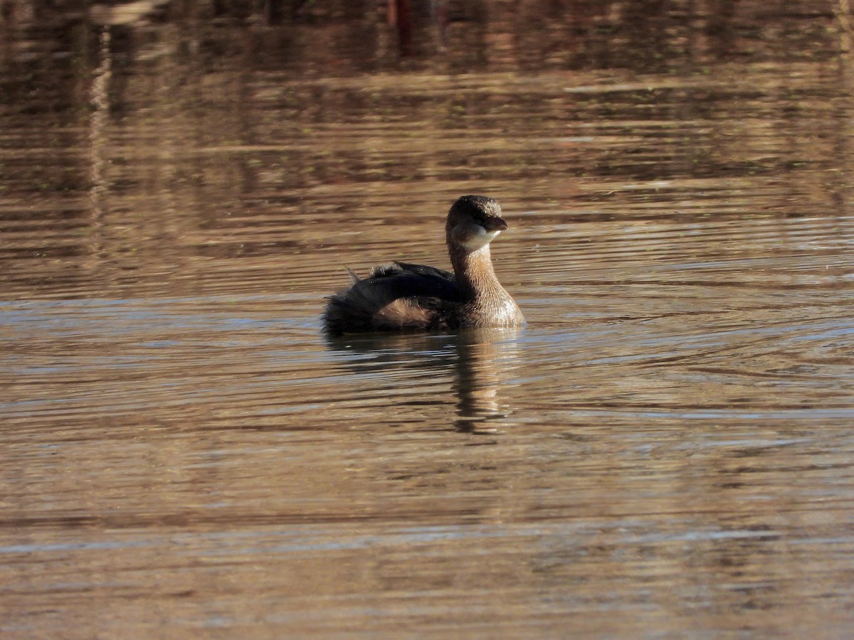 Pied-billed Grebe - ML645881230