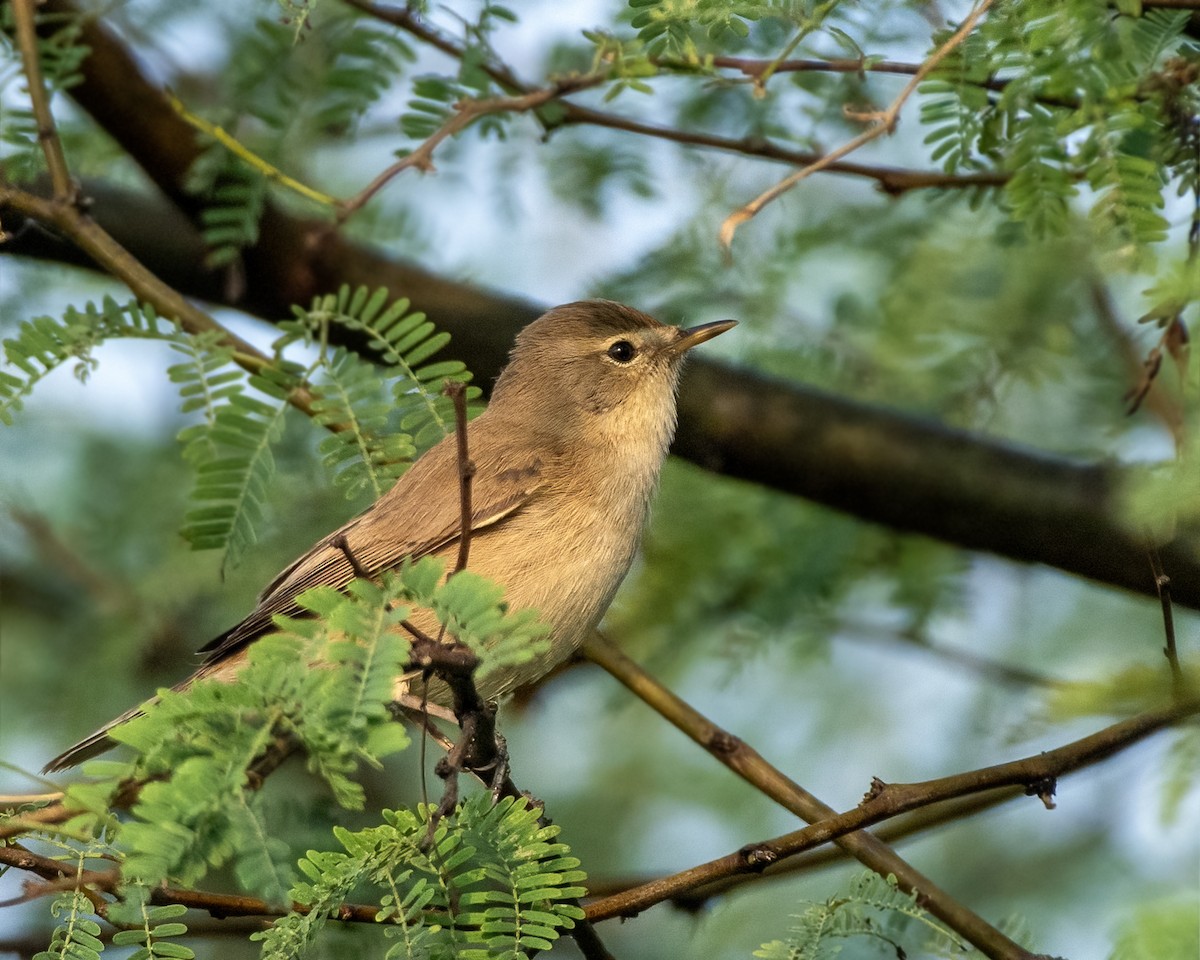 Booted Warbler - ML645881231