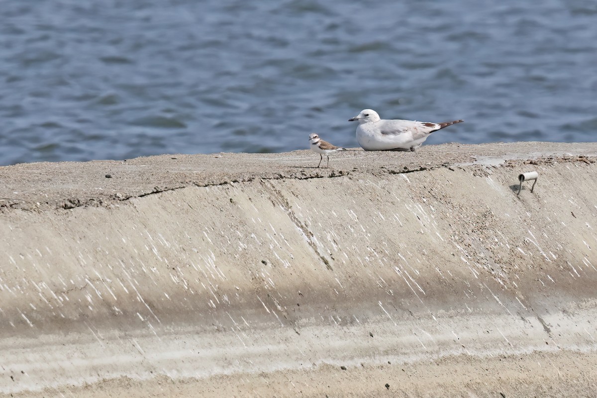 Relict Gull - ML645881232