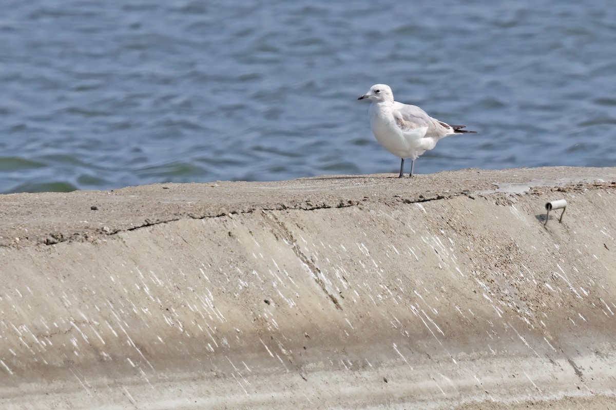 Relict Gull - ML645881233