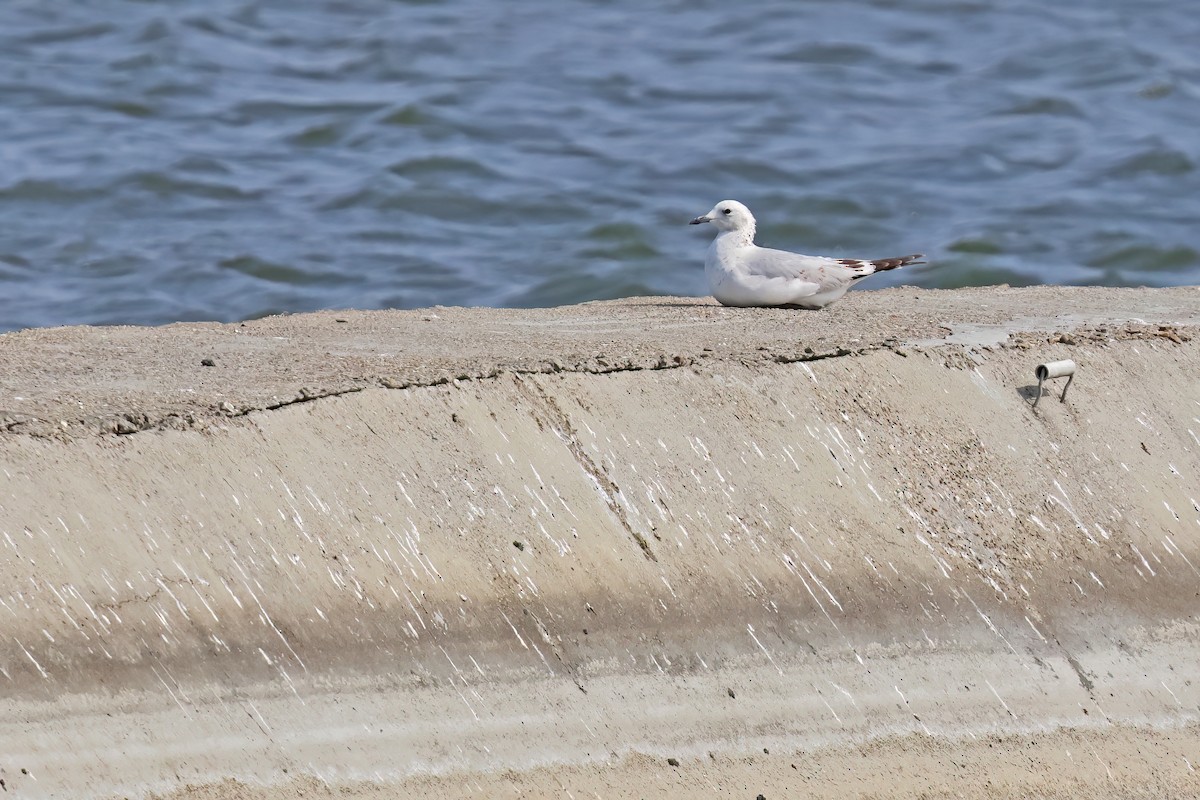 Relict Gull - ML645881234