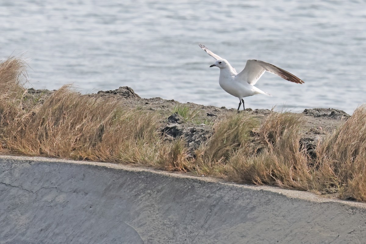 Relict Gull - ML645881235