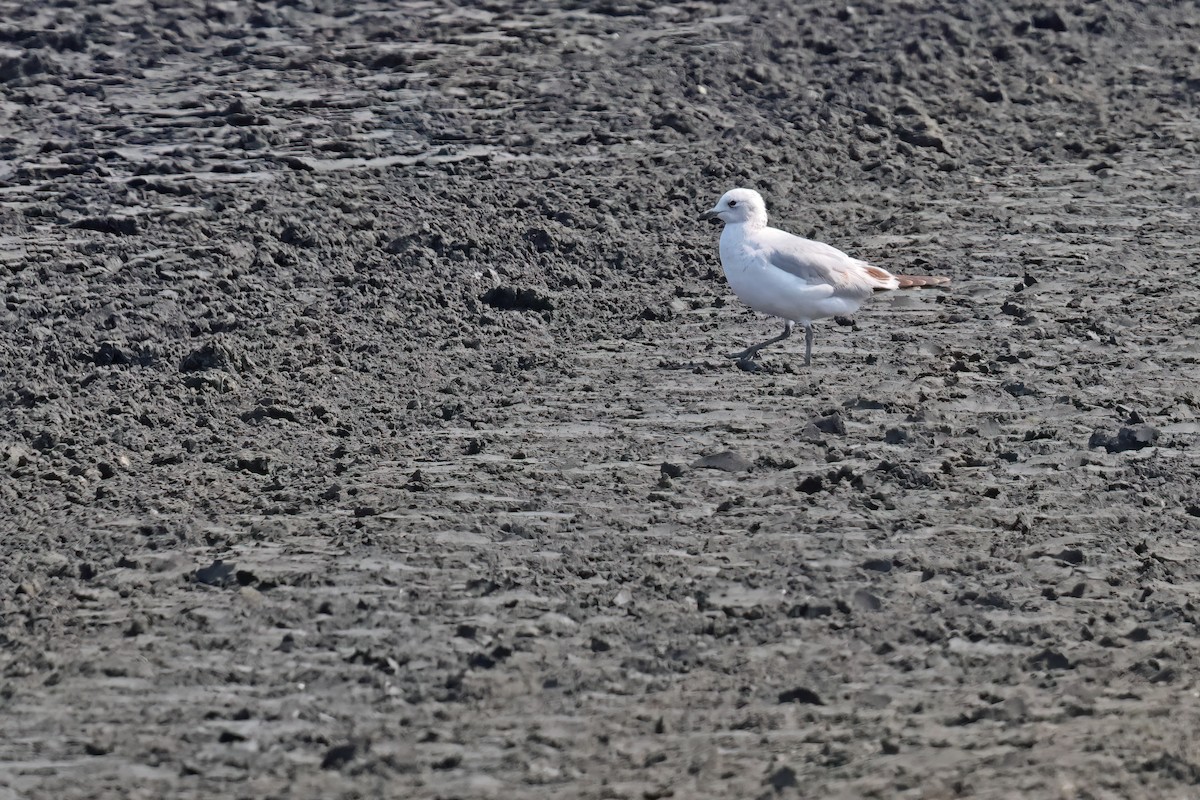 Relict Gull - ML645881236