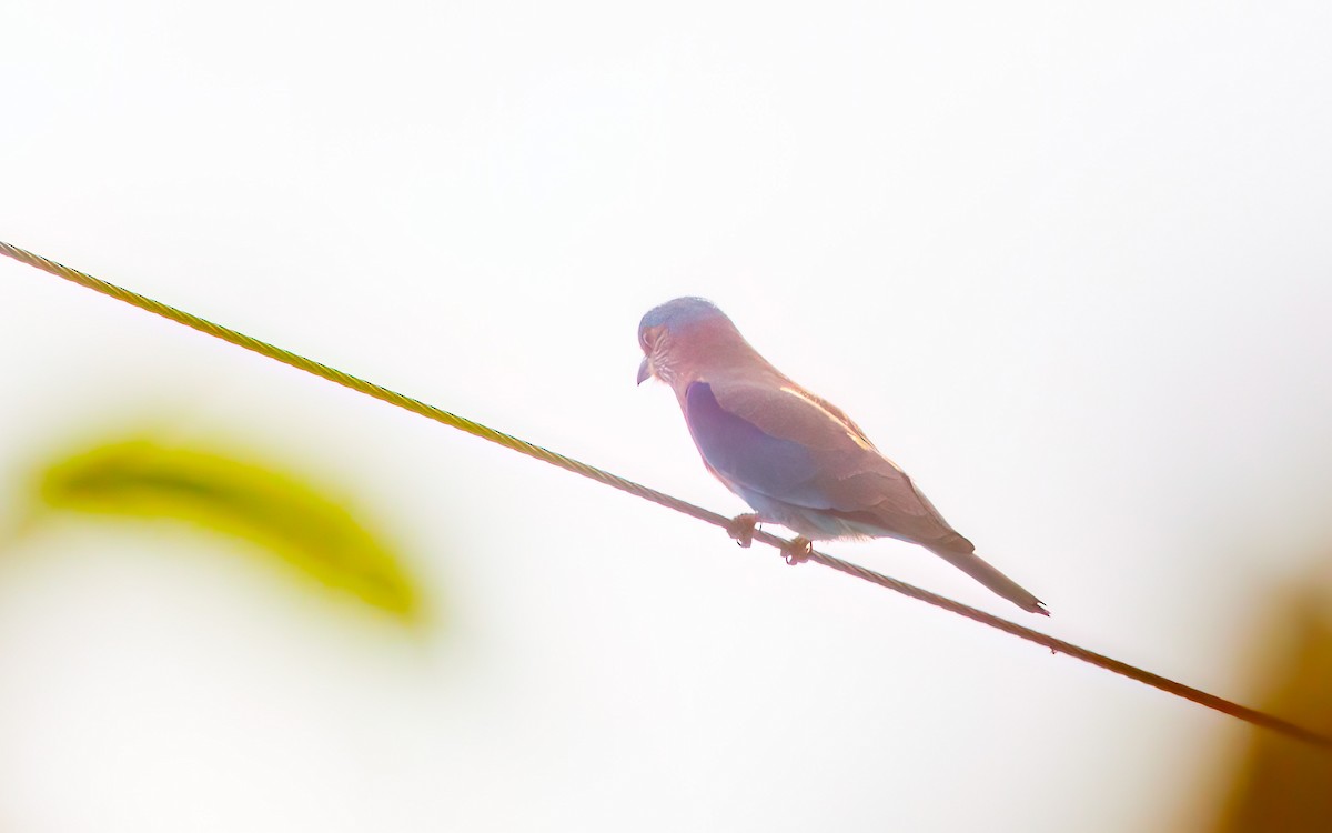 Indian Roller - ML645881238