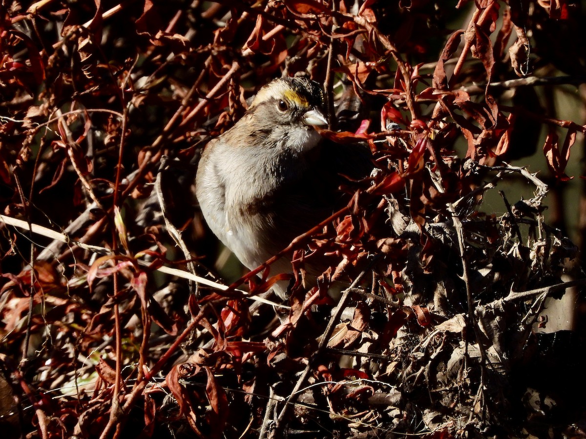 White-throated Sparrow - ML645881239