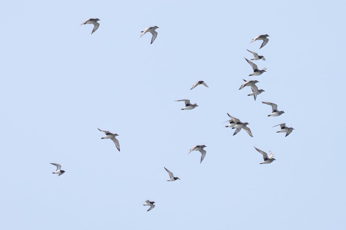 Black-bellied Plover - ML645881240
