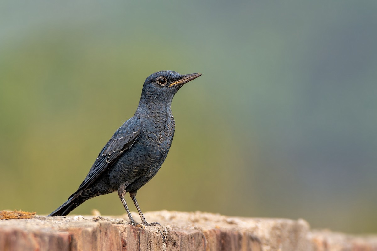 Blue Rock-Thrush - ML645881241