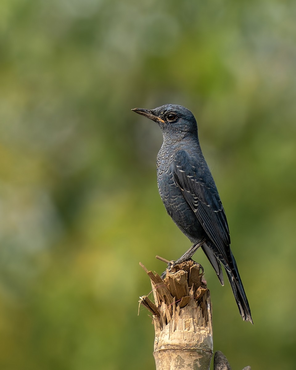 Blue Rock-Thrush - ML645881242