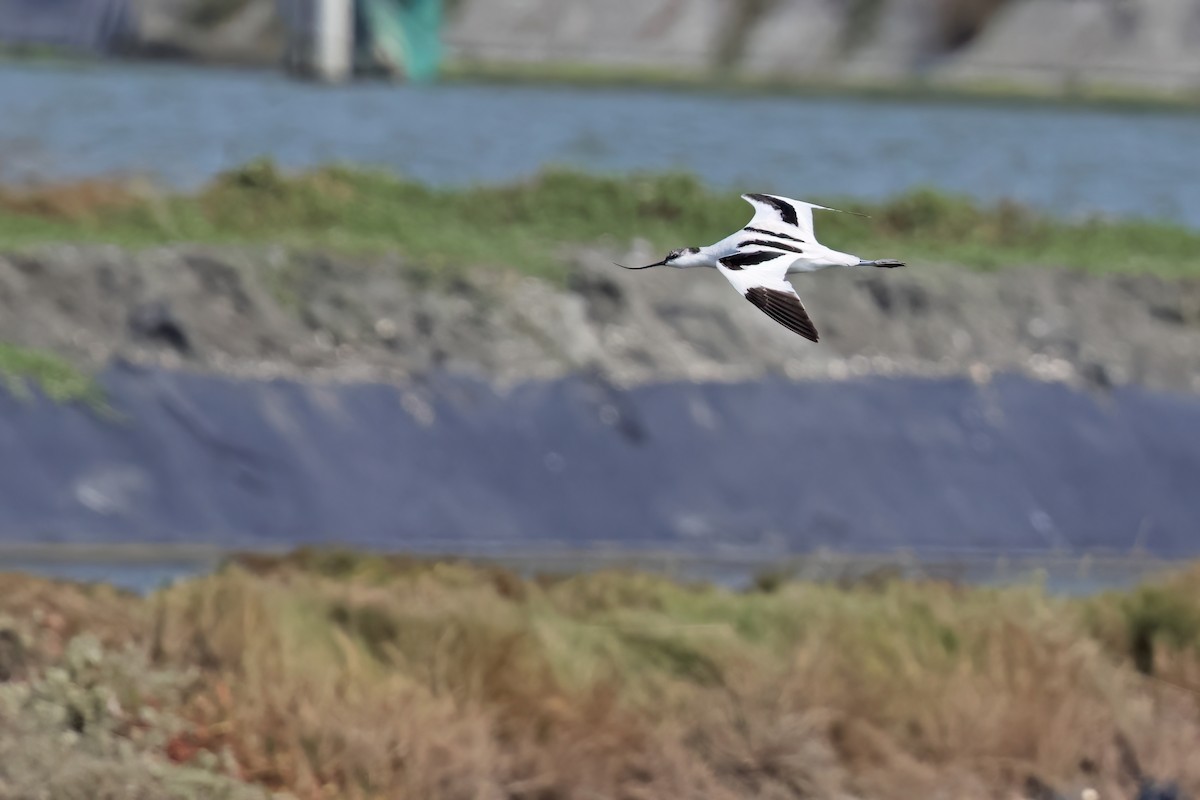 Pied Avocet - ML645881243