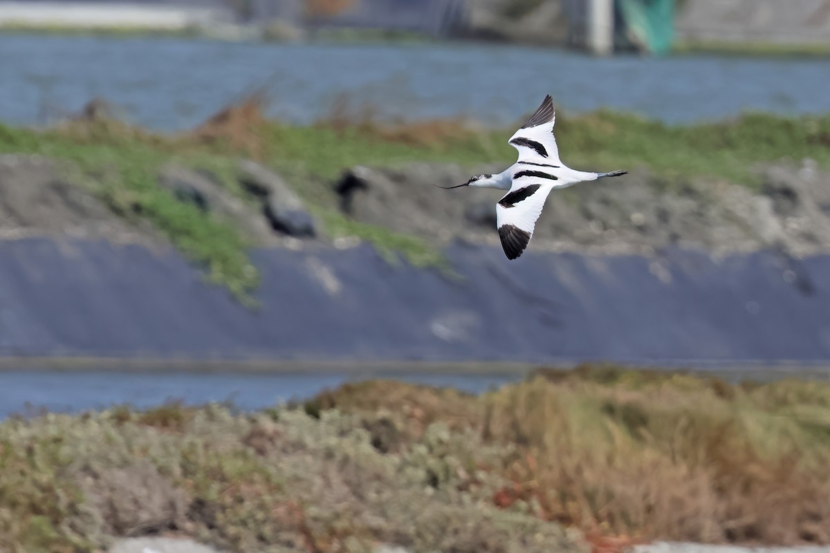 Pied Avocet - ML645881244