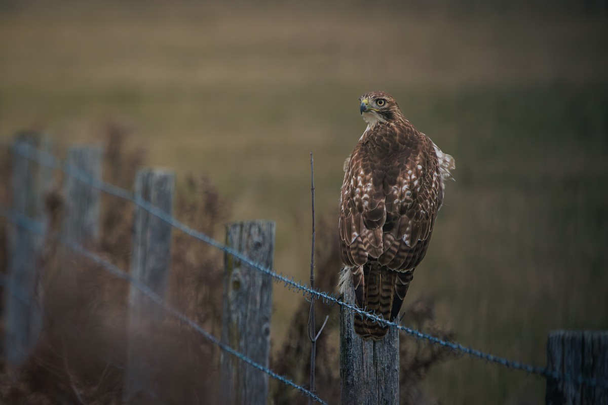 Red-tailed Hawk - ML645881248