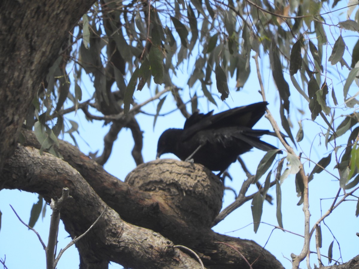 White-winged Chough - ML645881249