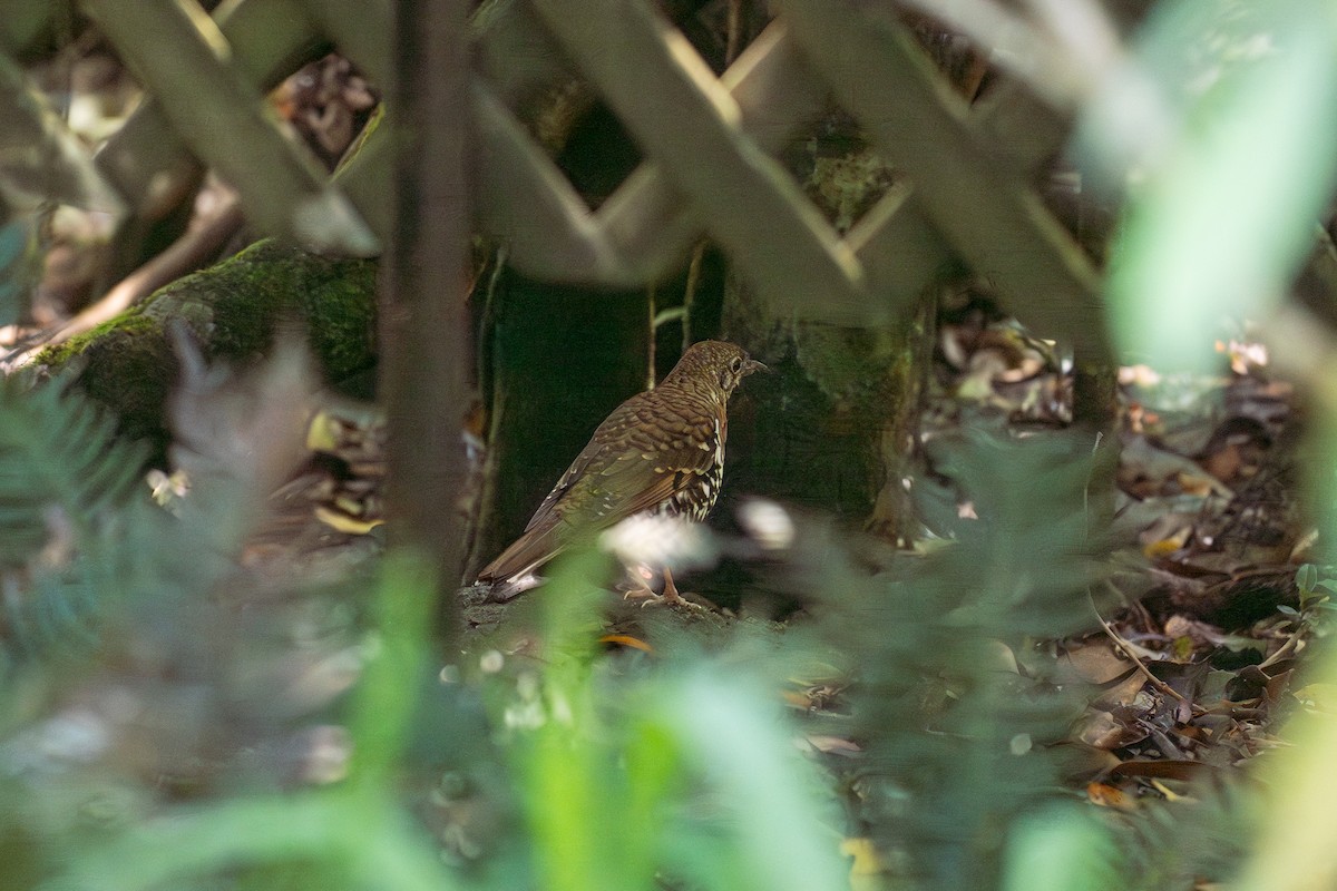 Bassian/Russet-tailed Thrush - ML645881251