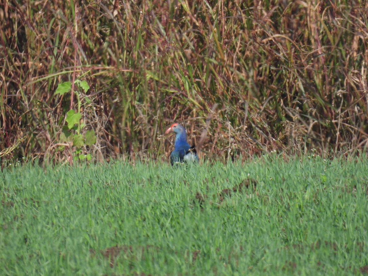 Gray-headed Swamphen - ML645881252