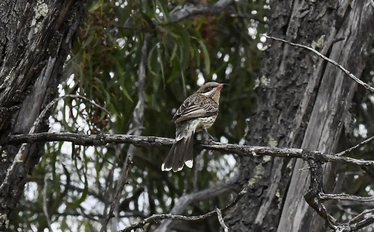 Spiny-cheeked Honeyeater - ML645881253