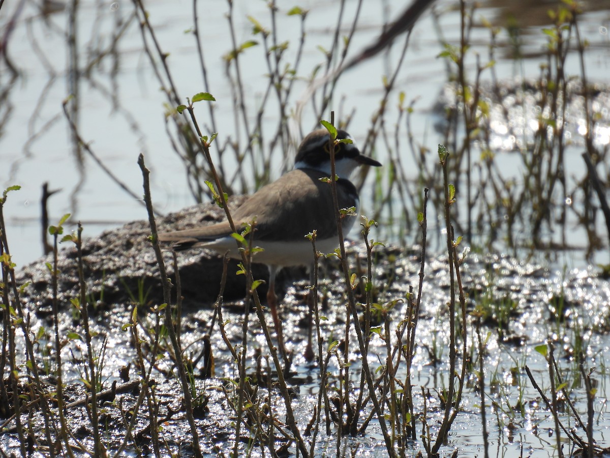 Little Ringed Plover - ML645881254